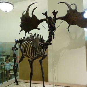 American Museum of Natural History