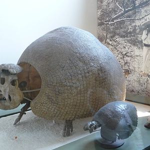 American Museum of Natural History