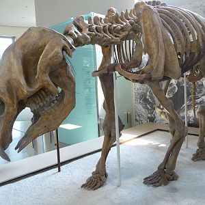 American Museum of Natural History