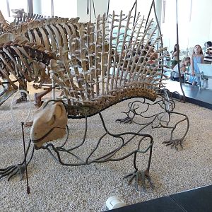 American Museum of Natural History