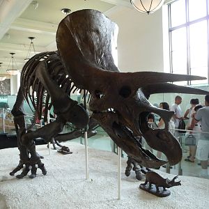 American Museum of Natural History