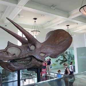 American Museum of Natural History