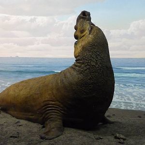 American Museum of Natural History