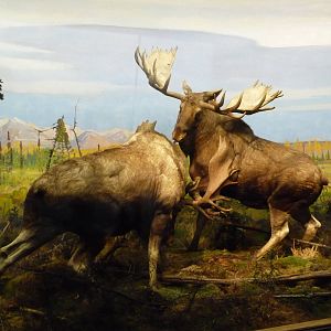 American Museum of Natural History