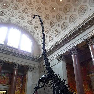 American Museum of Natural History