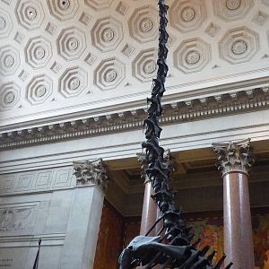 American Museum of Natural History