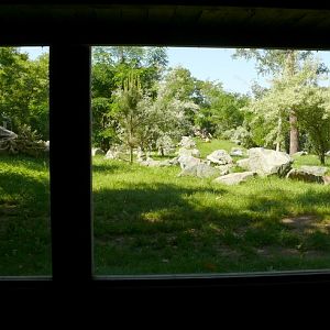 The Tigers Taiga - Zoo de la Flèche