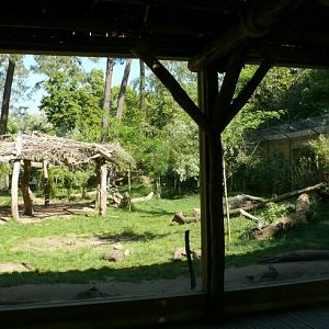 White lion exhibit - Zoo de la Flèche
