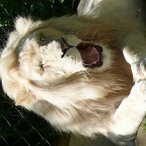 White lion (Panthera leo krugeri) - Zoo de la Flèche