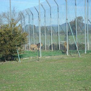 lion enclosure