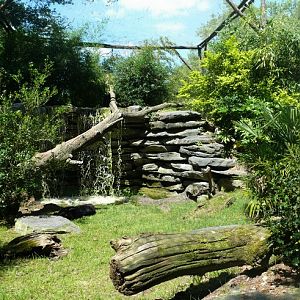 Black panther exhibit - Zoo de la Flèche