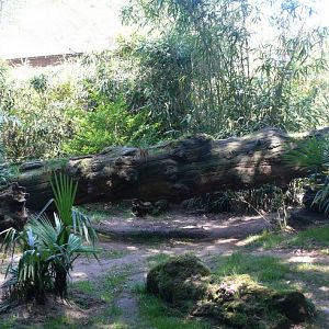 Black panther exhibit - Zoo de la Flèche