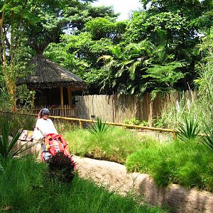 Ostrich enclosure, Dinosaur Descendants - Jurong Bird Park