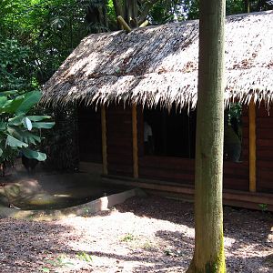 Cassowary enclosure, Dinosaur Descendants - Jurong Bird Park