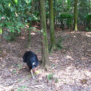 Cassowary enclosure, Dinosaur Descendants - Jurong Bird Park