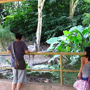 Emu enclosure, Dinosaur Descendants - Jurong Bird Park