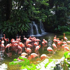 Flamingo Pool - Jurong Bird Park
