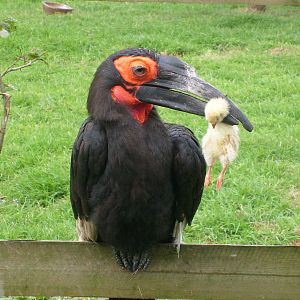 Hornbill