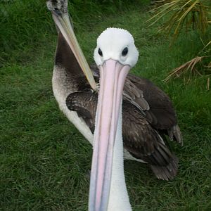 Pelican