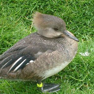 Merganser