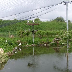 New Enclosures - spoonbill