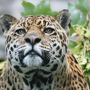 Female Jaguar
