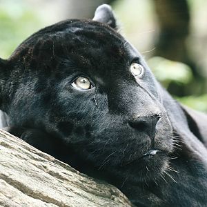 Male Jaguar (Mowgli)