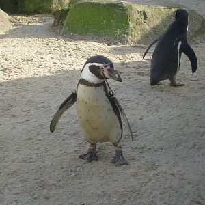 Humboldts penguins