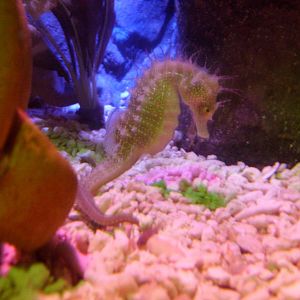 Seahorse