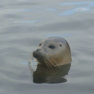 Common Seal