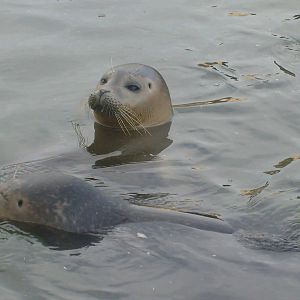Common Seals