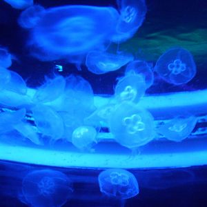 Jellyfish