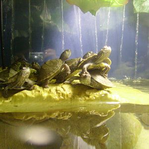 terrapins