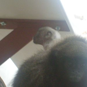 Baby Red Titi Monkey - 15/7/09