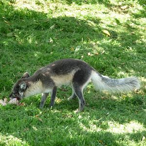Arctic Fox