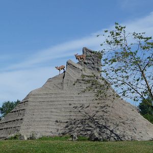 2 Acre Aoudad/Ankole Cattle Enclosure