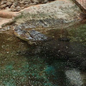 Alligator (temporary exhibit)