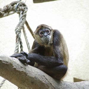 Black Handed Spider Monkey