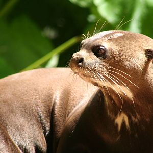 Giant Otter @ Chestnut Centre; 05.07.09