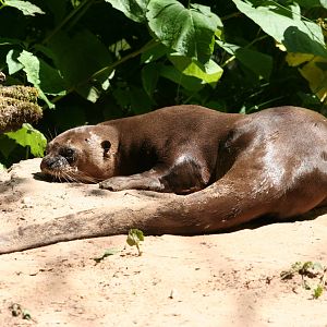 Giant Otter @ Chestnut Centre; 05.07.09