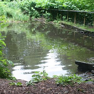 Giant Otter Pool @ Chestnut Centre; 05.07.09