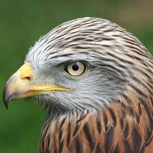 Red Kite @ ICBP; 01.07.09