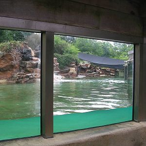 Sea lion tank, shallow end