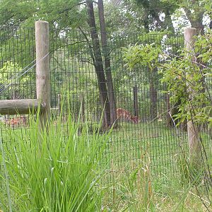 Baby sitatunga and mom, born 7/14/09