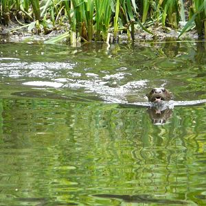 Giant River Otter