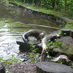Giant River Otter