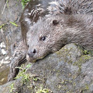 Eurasian Otter