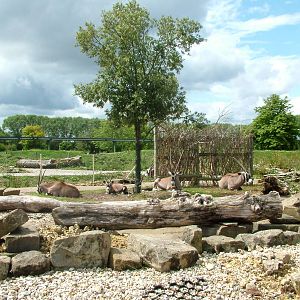 Gemsbok hardstanding at Chester 18/07/09