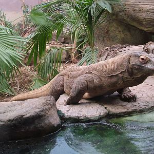 Komodo Dragon at Chester 18/07/09