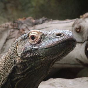 Komodo Dragon at Chester 18/07/09